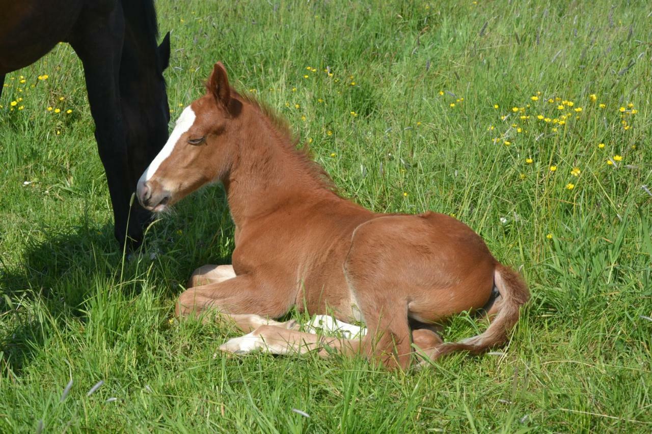 Gite Au Haras Les Aubiers Eksteriør billede
