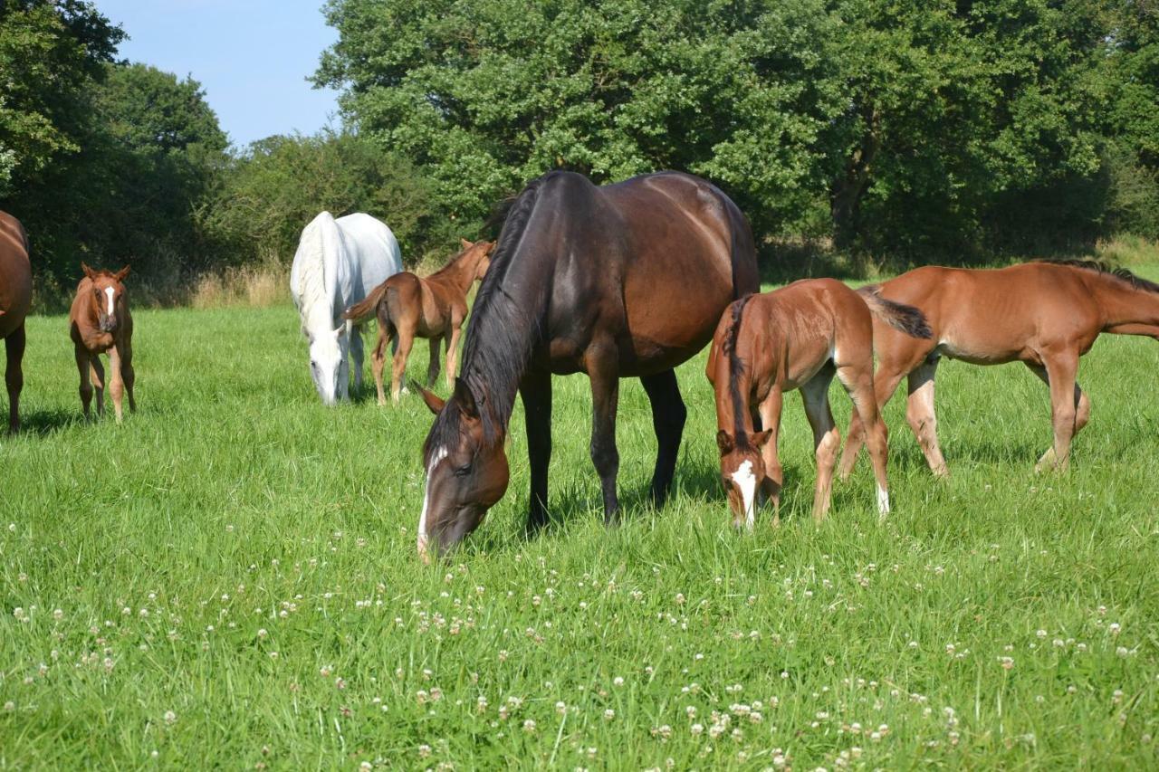 Gite Au Haras Les Aubiers Eksteriør billede