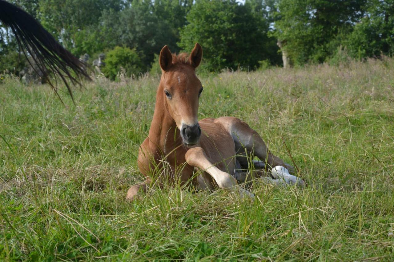 Gite Au Haras Les Aubiers Eksteriør billede